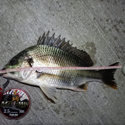 2023/08/25 南港ヘチ釣り釣行