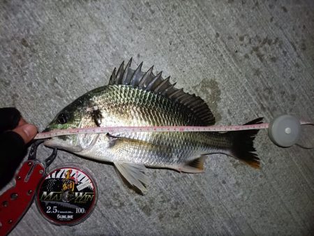 2023/08/25 南港ヘチ釣り釣行