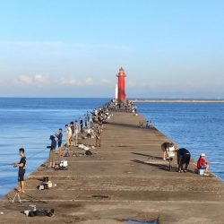 播磨新島のキス釣査
