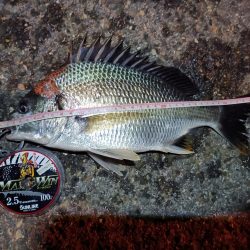 2023/08/28 南港ヘチ釣り釣行