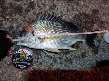 2023/08/28 南港ヘチ釣り釣行