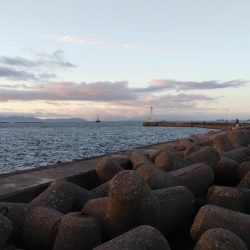 高砂港のキス釣査Ⅲ