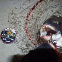 2023/08/30 南港ヘチ釣り釣行