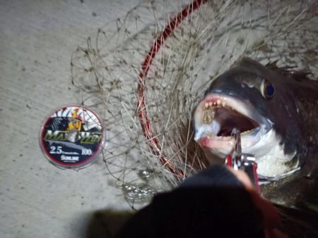 2023/08/30 南港ヘチ釣り釣行