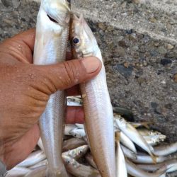 播磨新島のキス釣査