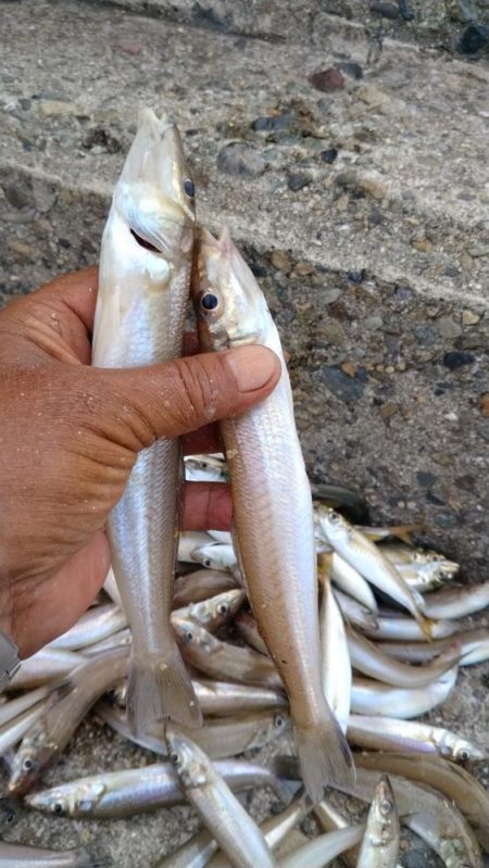 播磨新島のキス釣査