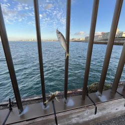 アジフィーバー②