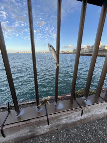 アジフィーバー②