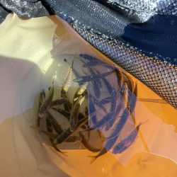 アジフィーバー③