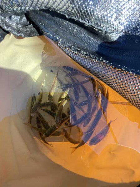 アジフィーバー③