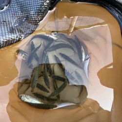 アジフィーバー④