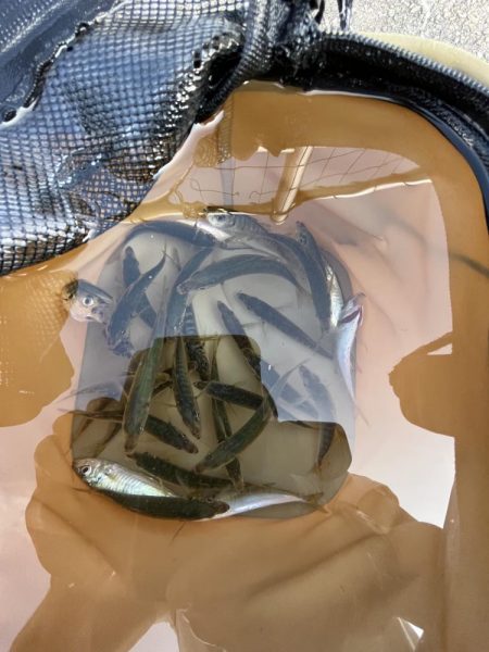 アジフィーバー④