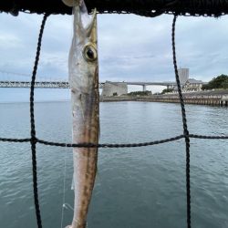 アジフィーバー⓹