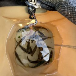 アジしか勝たん