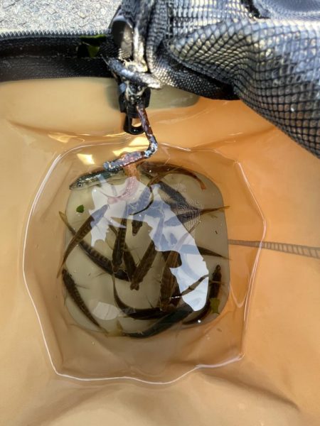 アジしか勝たん