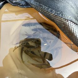 アジしか勝たん②