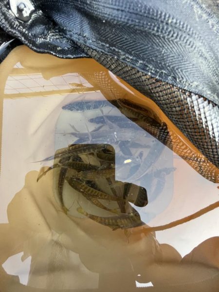 アジしか勝たん②