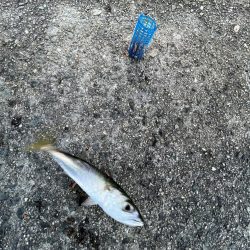 ウリボウの季節