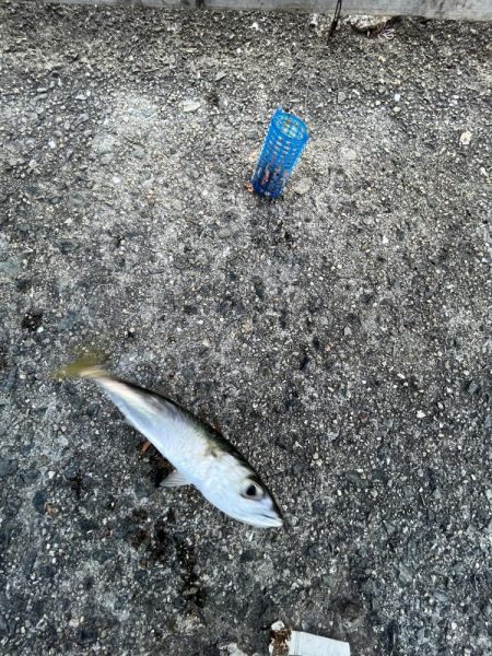 ウリボウの季節