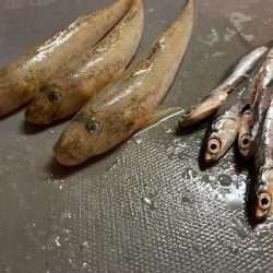 小樽港でシャコとサビキ釣り！！