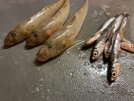 小樽港でシャコとサビキ釣り！！