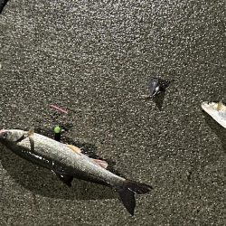 初道北フィッシング日本最北端での釣り