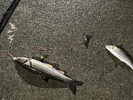 初道北フィッシング日本最北端での釣り