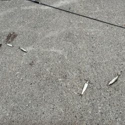 稚内でサビキ釣り