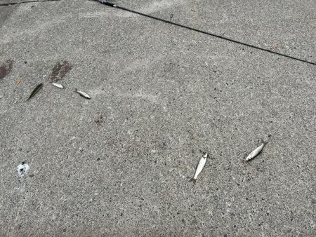 稚内でサビキ釣り