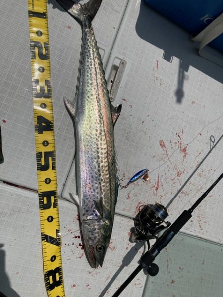 真夏のジギングチャレンジ