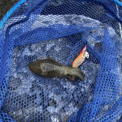 新子エギング釣査！