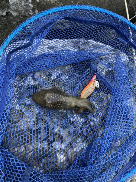 新子エギング釣査！