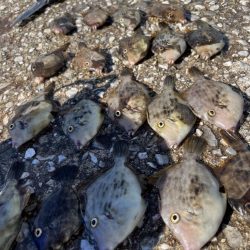 ケンサキイカとカワハギ