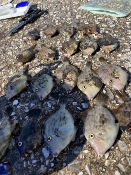 ケンサキイカとカワハギ