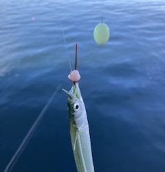 Ｆシステムでサヨリ