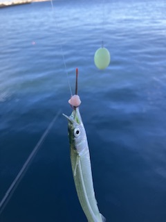 Ｆシステムでサヨリ