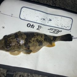 雨上がりのチヌ