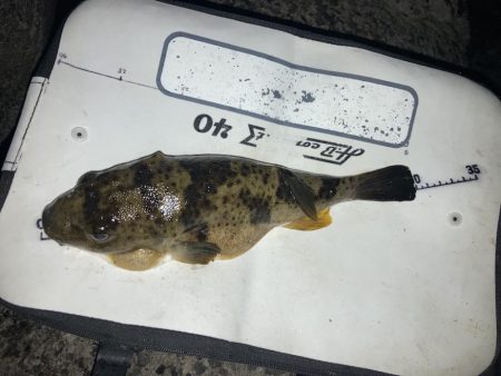 雨上がりのチヌ