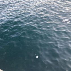 夕涼みファミリーフィッシング