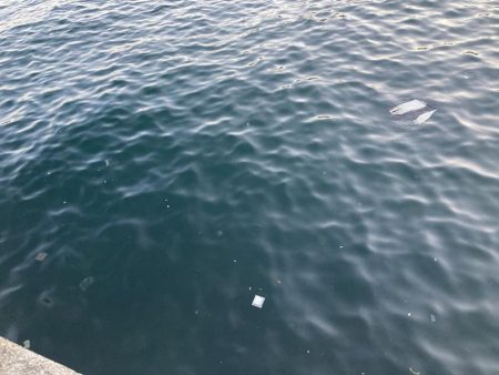 夕涼みファミリーフィッシング