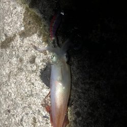 アオリイカ開幕調査