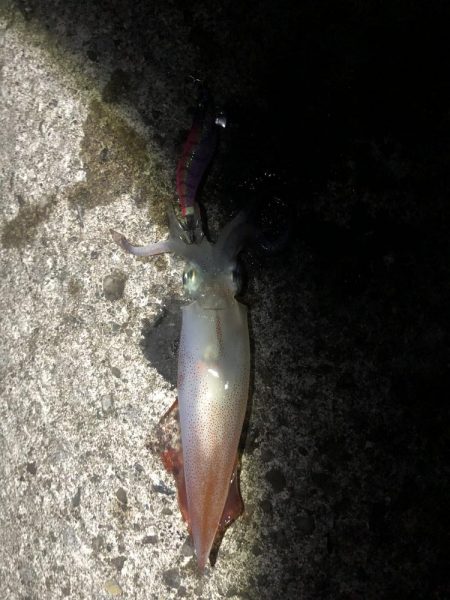 アオリイカ開幕調査