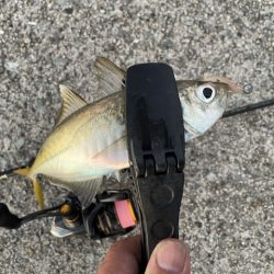 2023 佐渡ヶ島 ライトゲーム＆ハタゲーム　8月20日