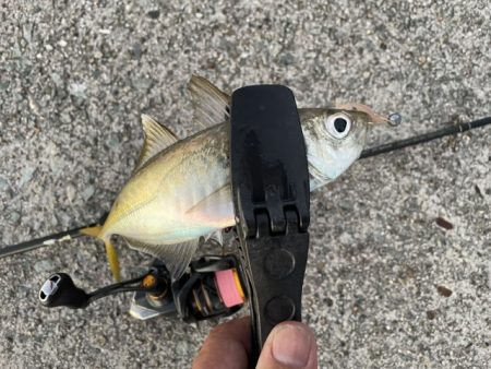 2023 佐渡ヶ島 ライトゲーム＆ハタゲー…