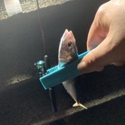 太刀魚の聖地 和歌山