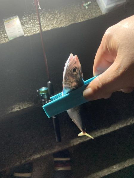 太刀魚の聖地 和歌山