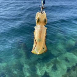 2023 佐渡ヶ島 ライトゲーム＆ハタゲーム＆アオリ新子調査　8月23日