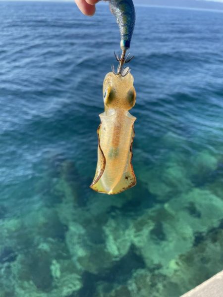 2023 佐渡ヶ島 ライトゲーム＆ハタゲーム＆アオリ新子調査　8月23日