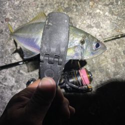 2023 佐渡ヶ島 ライトゲーム＆ハタゲーム＆アオリ新子調査　8月26日