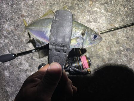 2023 佐渡ヶ島 ライトゲーム＆ハタゲーム＆アオリ新子調査　8月26日